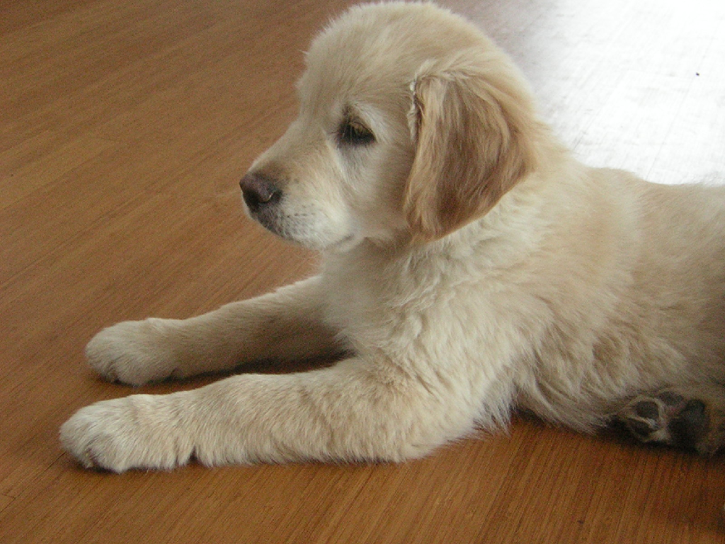 ../../_images/pyvista-examples-downloads-download_puppy_texture-8119f8a1eecb973c_00_00.png